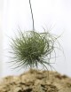 Tillandisa juncea en touffe - 30 à 35 cm fille de l'air