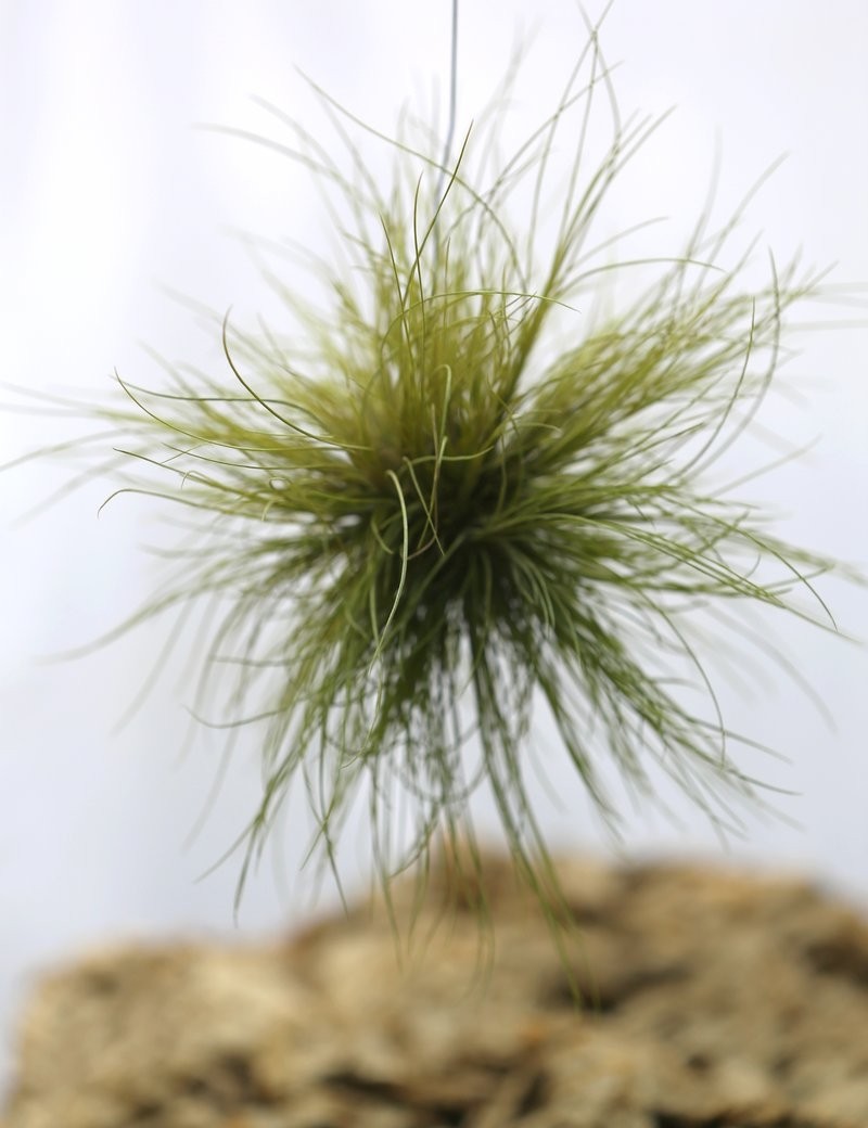Tillandsia pseudosetacea en touffe fille de l'air