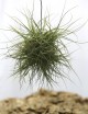 Tillandsia schiedeana en touffe - 15 à 20 cm fille de l'air