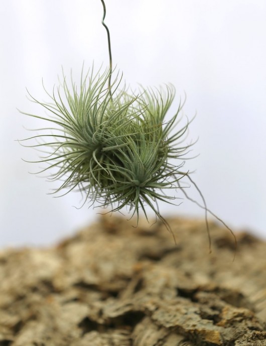 Tillandsia tectorum 'White Fuzzy' en touffe fille de l'air