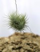 Tillandsia tectorum 'White Fuzzy' en touffe fille de l'air