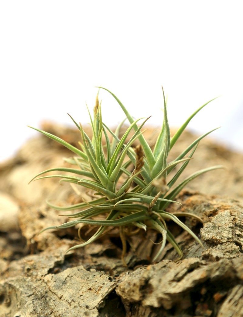 Tillandsia cristata fille de l'air