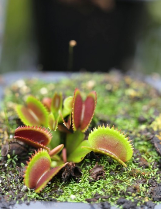 Dionaea red sawtooth - Bohemian garnet Plante carnivore