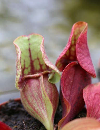 Plante carnivore Sarracenia purpurea subsp venosa var burkii