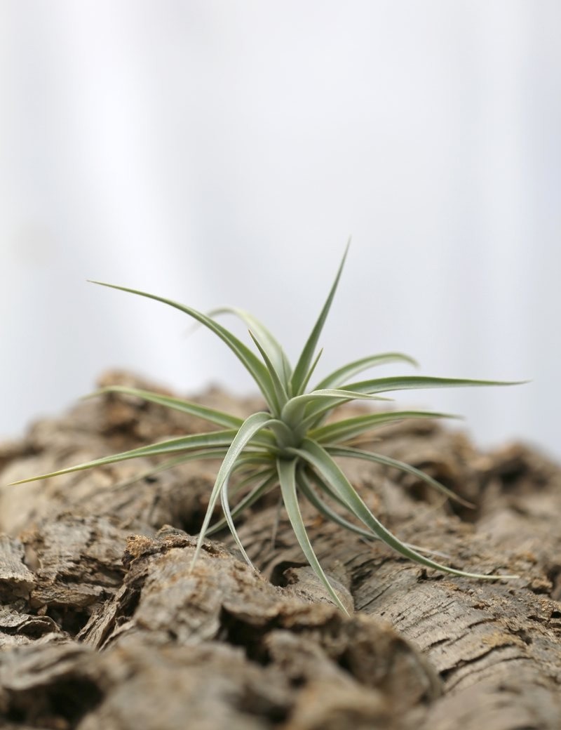 Tillandsia ixioides fille de l'air