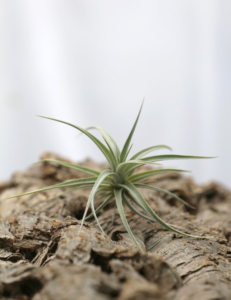 Tillandsia ixioides - 8 à 10 cm fille de l'air