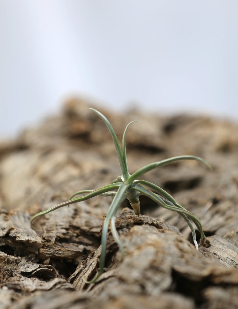 Tillandsia reichenbachii - 5 à 8 cm fille de l'air