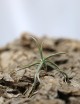 Tillandsia reichenbachii - 5 à 8 cm fille de l'air