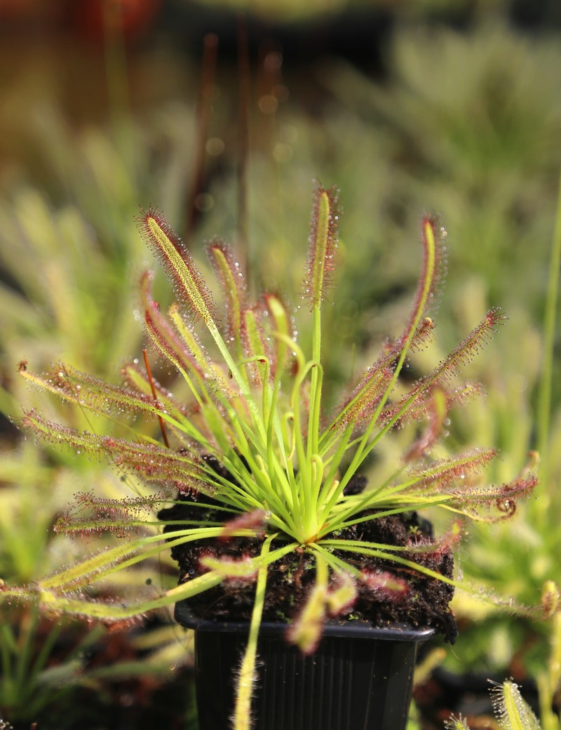Drosera capensis carnivorous plant
