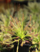 Drosera capensis carnivorous plant