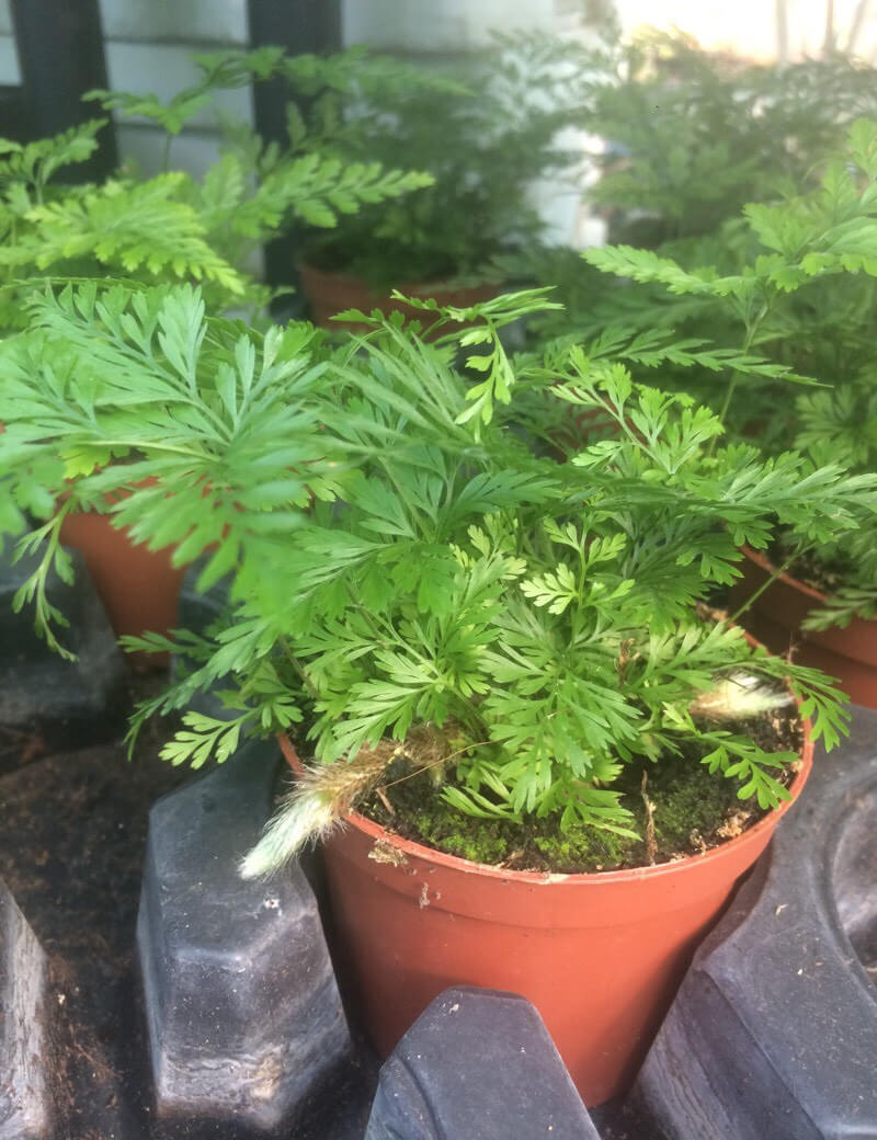 Plantes terrariums Davallia canariensis