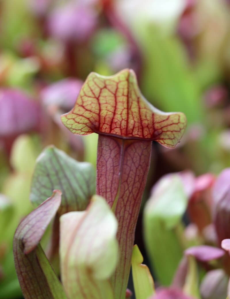 Plante carnivore Sarracenia hybride MAROON