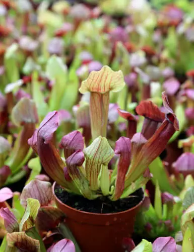 Plante carnivore Sarracenia hybride MAROON