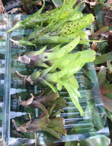 Plante terrarium Rejets Neoregelia par lot