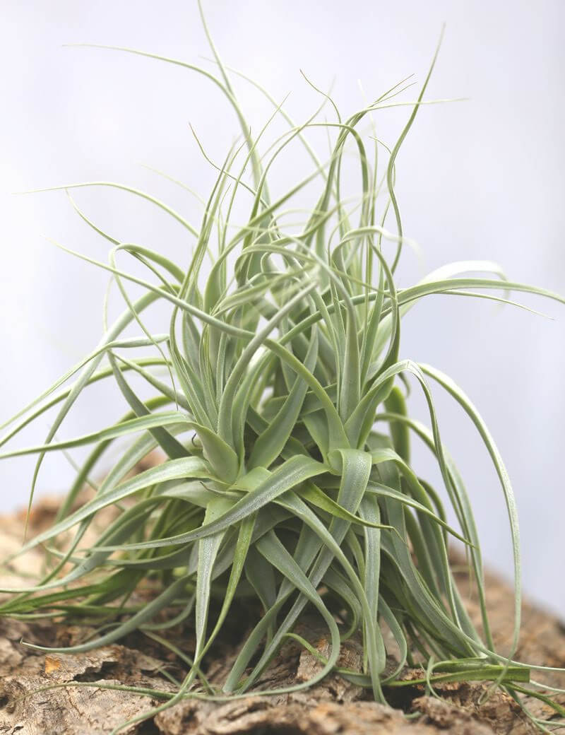 Tillandsia straminea en touffe fille de l'air