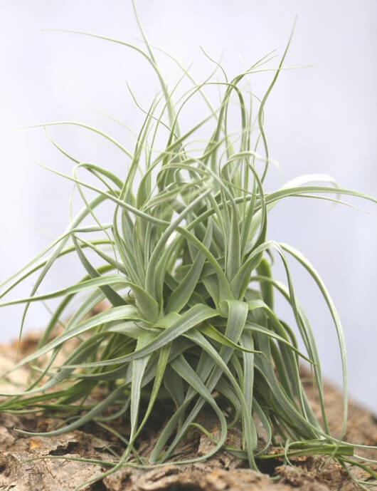 Tillandsia straminea en touffe fille de l'air