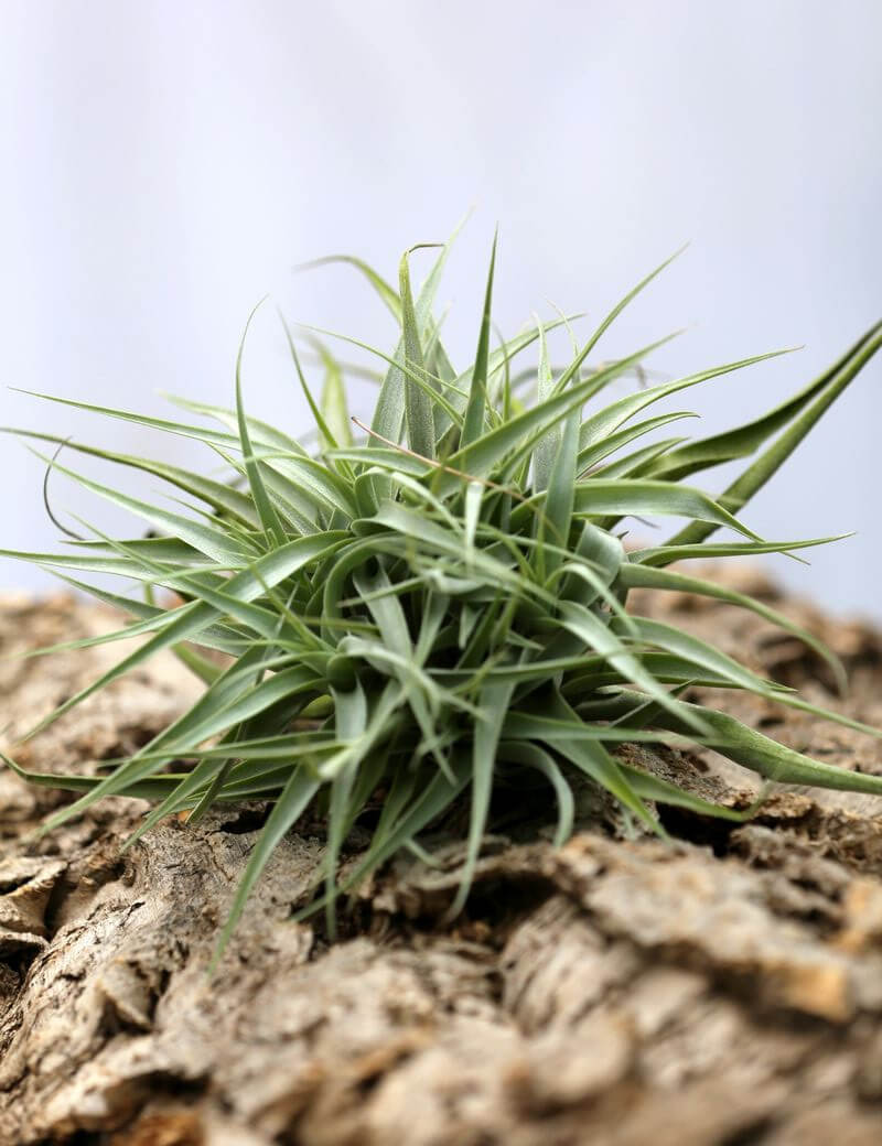 Tillandsia cacticola en touffe 35-40cm fille de l'air