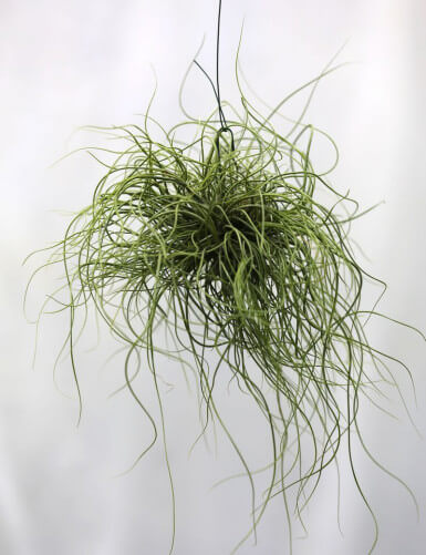 Tillandsia butzii en touffe fille de l'air