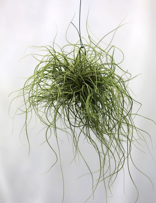 Tillandsia butzii en touffe fille de l'air
