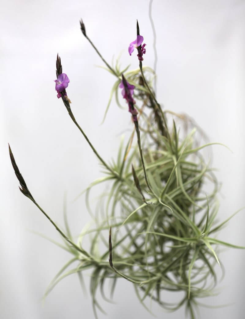 tillandisa streptocarpa en touffe - 20 à 25 cm fille de l'air
