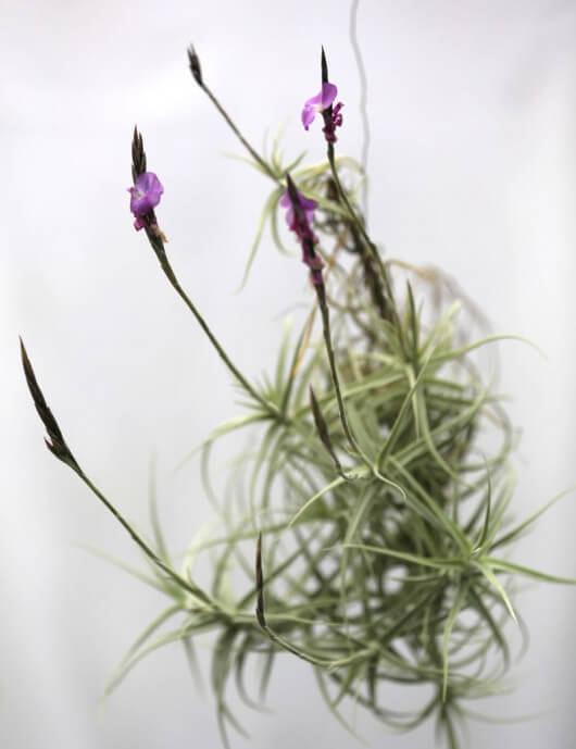 tillandisa streptocarpa en touffe - 20 à 25 cm fille de l'air