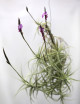 tillandisa streptocarpa en touffe - 20 à 25 cm fille de l'air