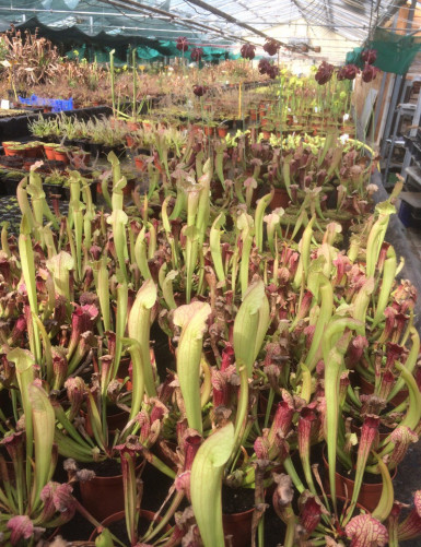 Plante carnivore Lot de Sarracenia en rhizome