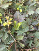Plantes terrariums Mimosa pudica