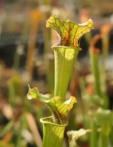 Plante carnivore Sarracenia x Moorei