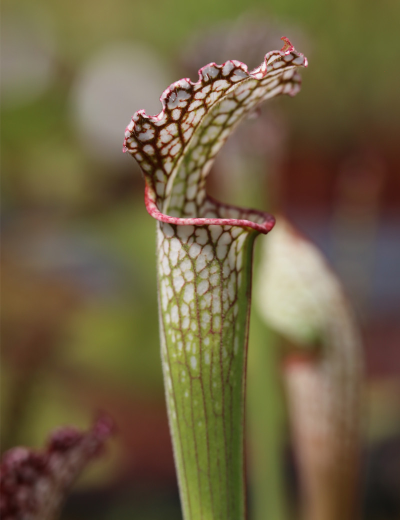 Plante carnivore Sarracenia leucophylla pubescent pink