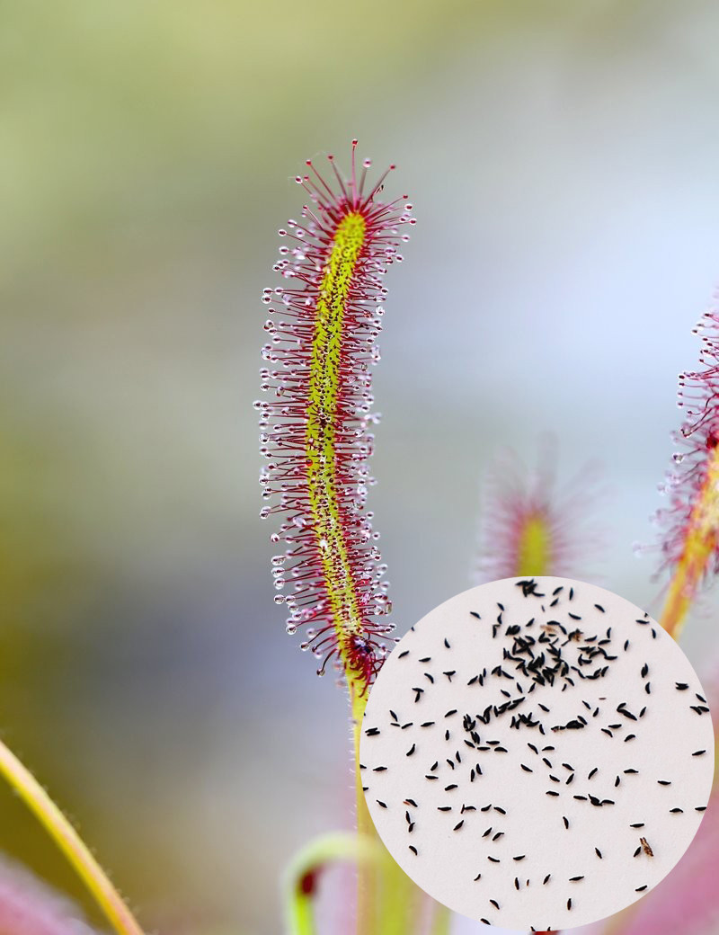 Graines de Drosera capensis Plante carnivore