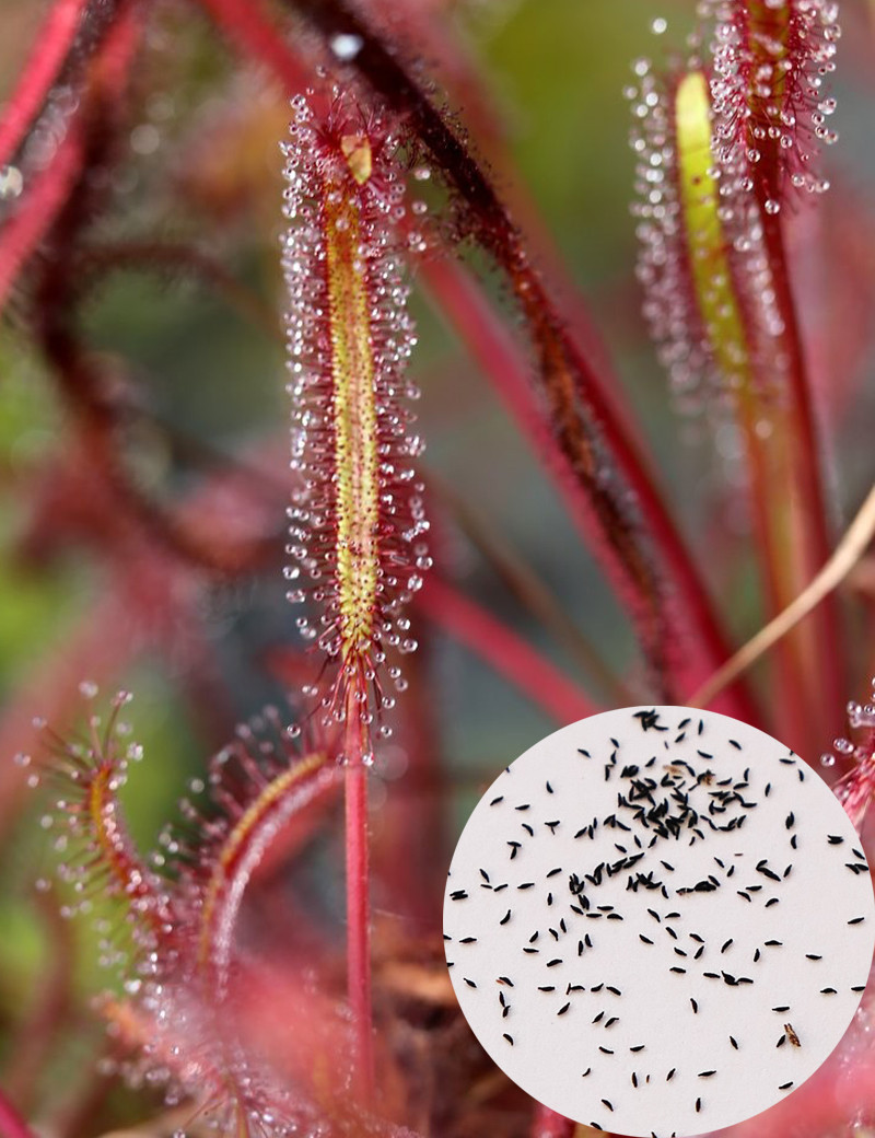 Graines de Drosera capensis feuilles rouges Plante carnivore