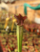 Plante carnivore Sarracenia alata red tube X Leucophylla