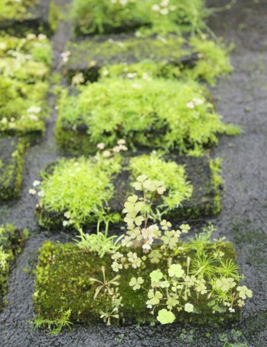 Plaque en Xaxim 20 x 10 x 1,5 cm pour terrarium