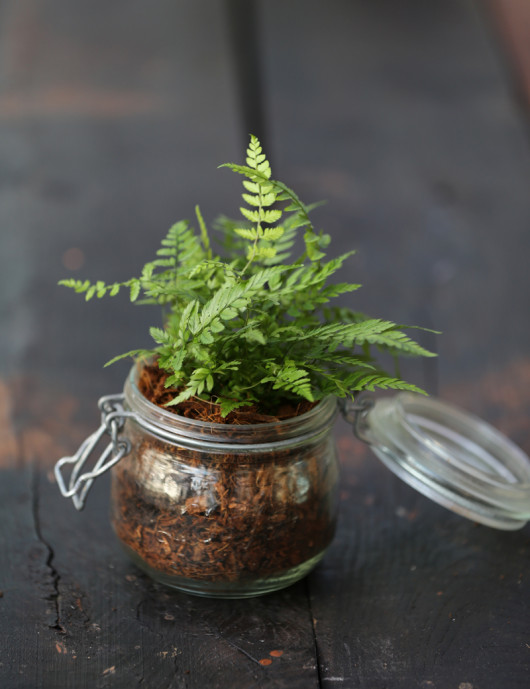 Dryopteris erythrosora - À conserver