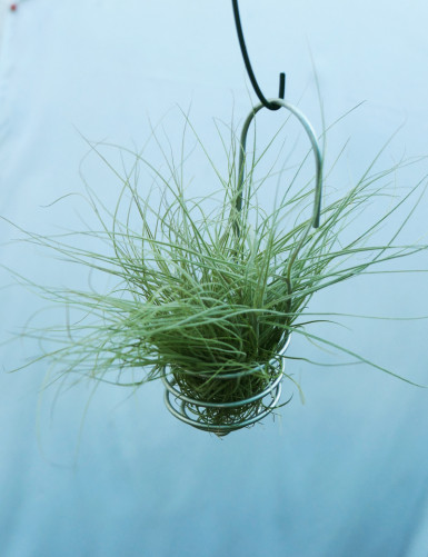 Tillandsia mallemontii - Suspendu