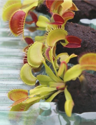 Motte de Dionaea muscipula Plante carnivore