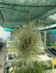 Tillandsia bandensis en touffe fille de l'air