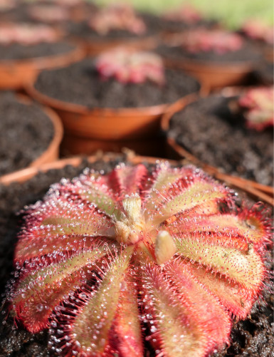 Drosera aliciae plante carnivore