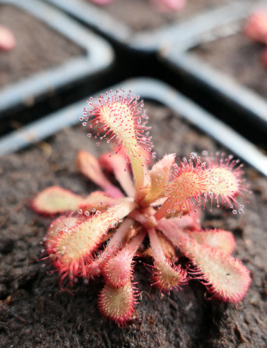 Drosera venusta plante carnivore