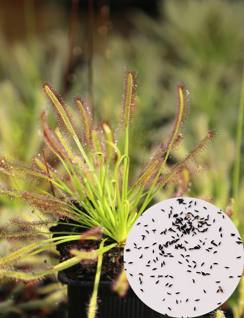 Graines de Drosera (mix) plante carnivore