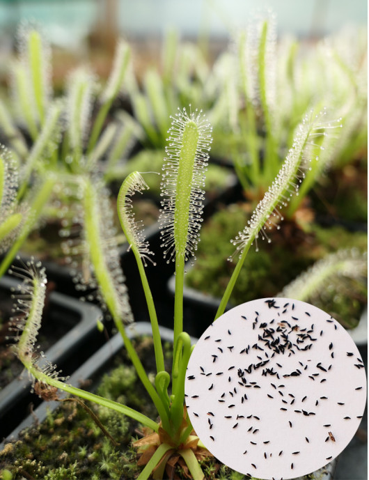 Graines de Drosera capensis alba Plante carnivore