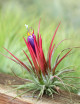 Tillandsia ionantha 'Fuego' fille de l'air