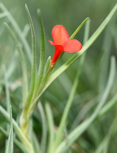 Tillandsia albertiana - 10 à 13 cm fille de l'air