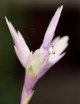 Tillandsia cacticola - 20 à 25 cm fille de l'air