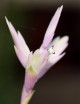 Tillandsia cacticola - 10 à 15 cm fille de l'air