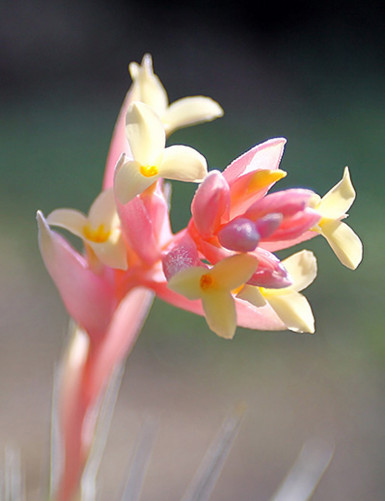 Tillandsia jucunda - 5 à 8 cm fille de l'air