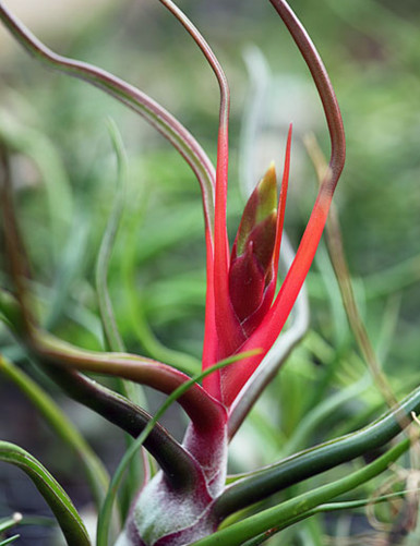 Tillandsia bulbosa - 12 à 14 cm fille de l'air