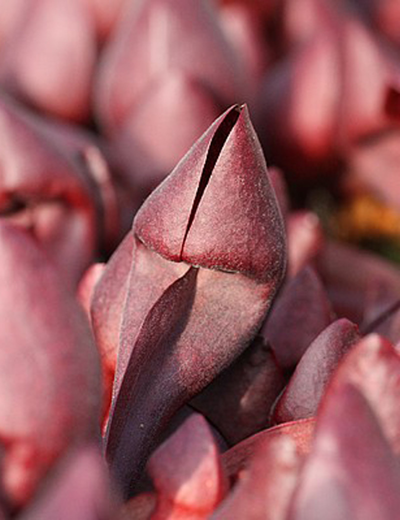 Sarracenia courtii plante carnivore