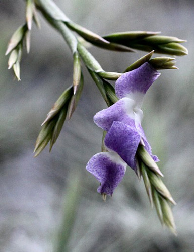 Tillandsia duratii - 20 à 25 cm fille de l'air
